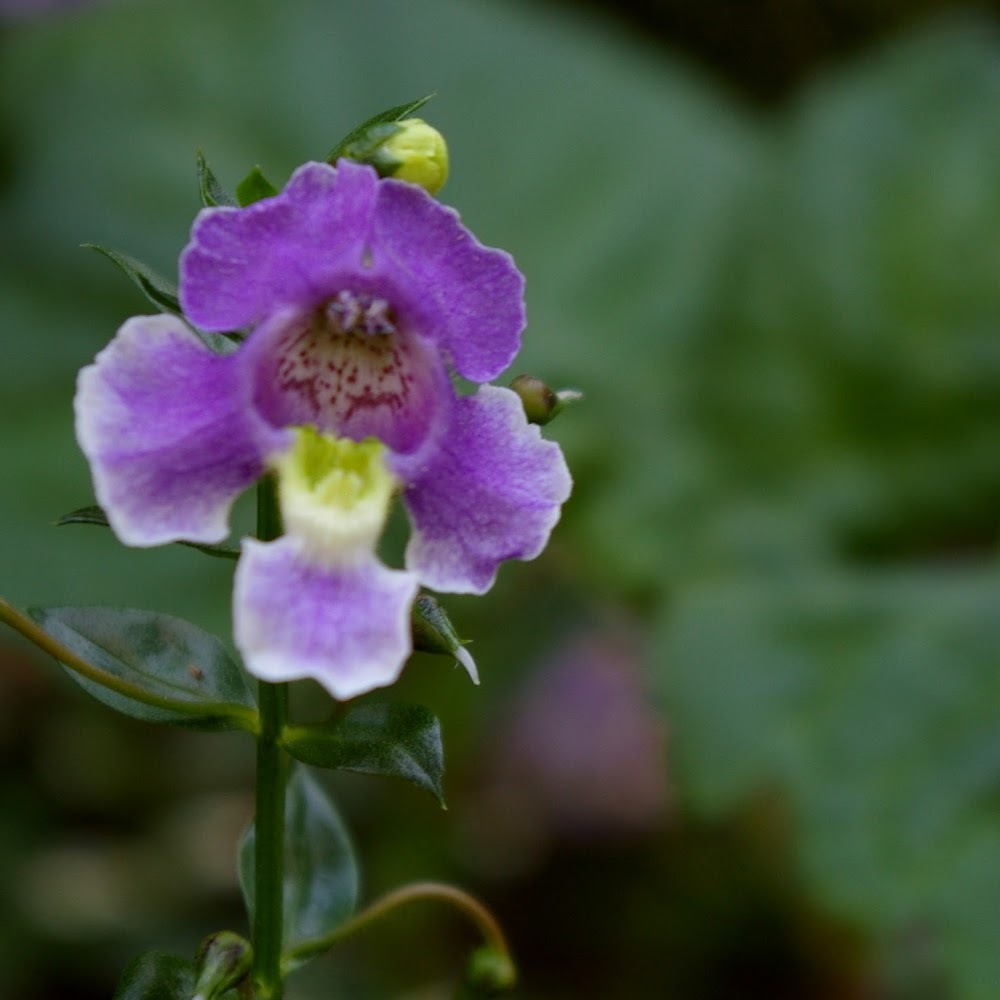 Meet your Posher, Margaret